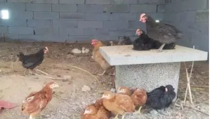 百只鸡被怪兽咬死野兽到底是什么？