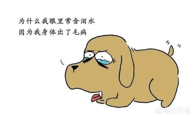 狗狗泪痕怎么解决?