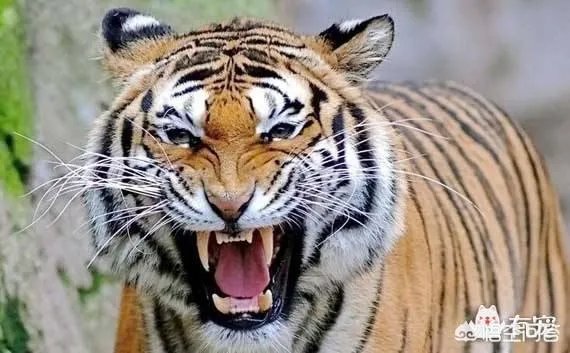 老虎和北极熊,谁更厉害?