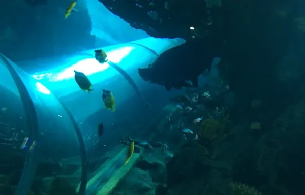 广州海洋馆门票多少