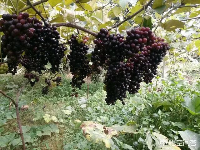 如何打造生态休闲农业园项目?