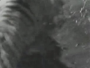 老虎和北极熊,谁更厉害?