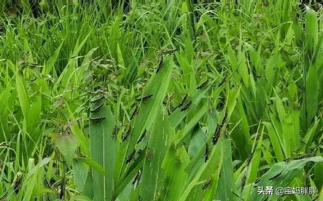 如何看待黄脊竹蝗已经入侵我国云南普洱市累积发生面积近10万亩，将会造成什么样的影响?应该如何应对？