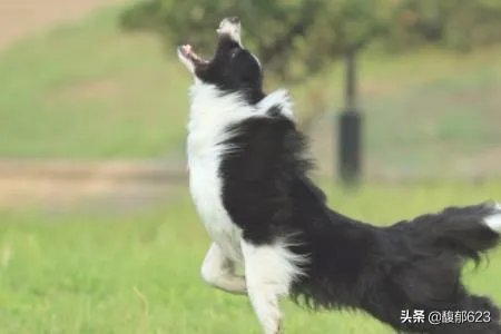 边境牧羊犬如何训练？