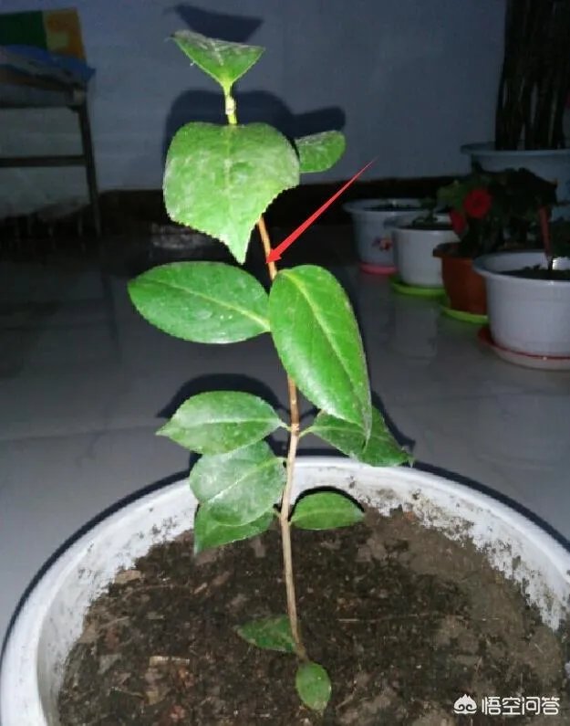 两年的小苗茶花怎么剪枝？