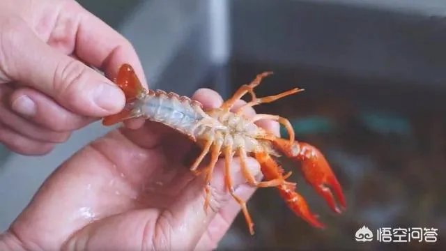 怎样才能吃到最优质的小龙虾?