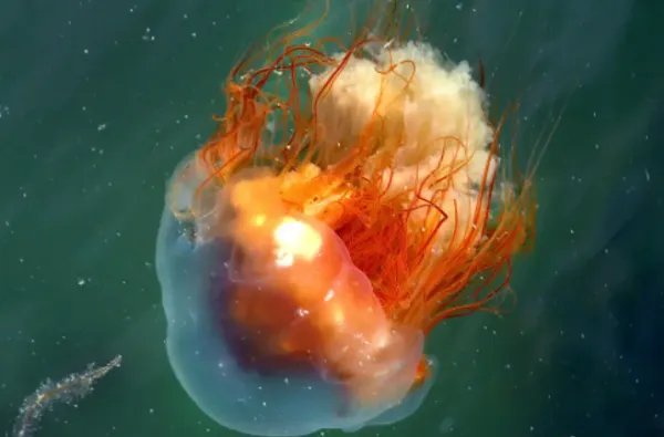 世界上十大罕见动物