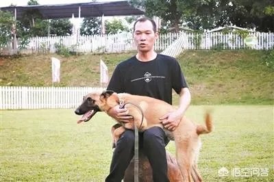 训狗师这个工作怎么样？