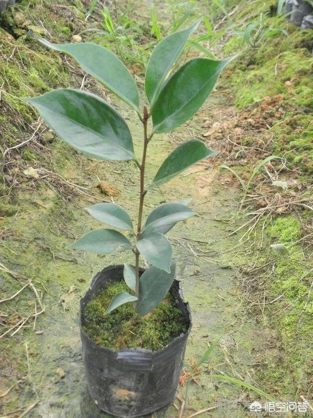 两年的小苗茶花怎么剪枝？