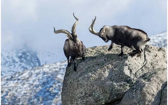 两只山羊悬崖边搏斗输者会被迫怎么做？