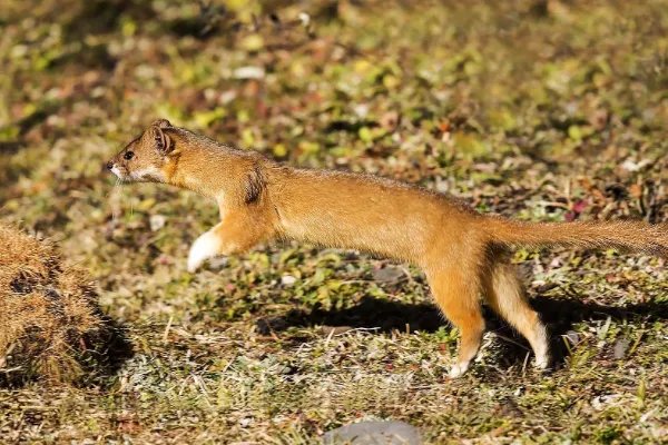 黄鼠狼为什么要拜月？