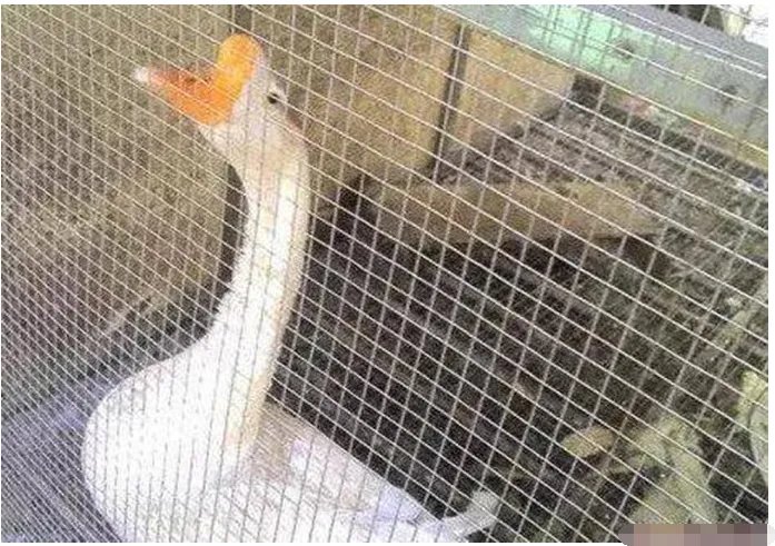 婆媳争吵中男子跳河结果如何?