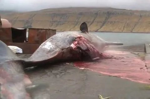 鲸鱼爆炸的原因 威力有多大，现象叫什么