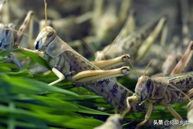 如何看待黄脊竹蝗已经入侵我国云南普洱市累积发生面积近10万亩，将会造成什么样的影响?应该如何应对？