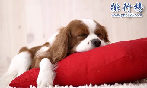 哪些宠物比较好养呢？2018十大小型宠物便宜又好养排行榜