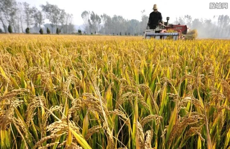 粮食涨价的信号 预计2020年的粮食价格