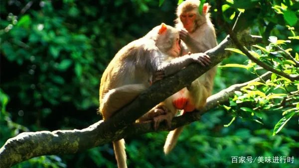 为什么猴子爱给同伴捉虱子？