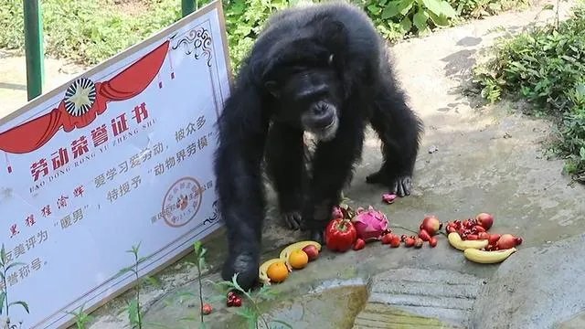重庆动物园黑猩猩爱洗衣被评为“动物界劳模”,它的手法有多娴熟?