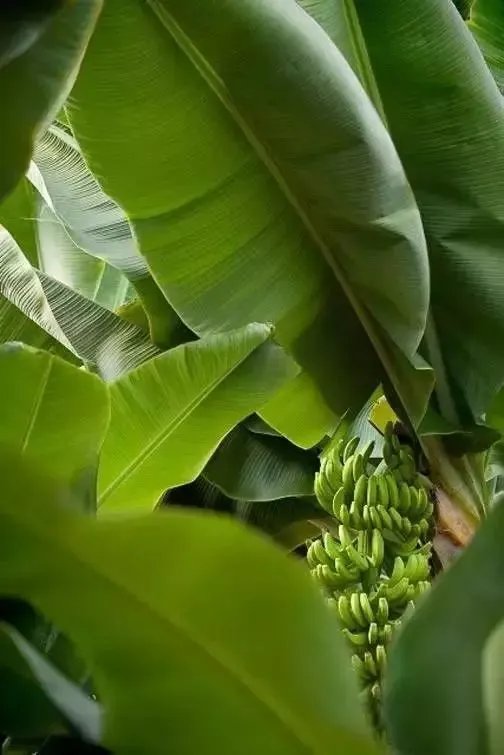 【面料】据说今年秋天流行把植物穿上身，印花届三大“新晋网红”来了！