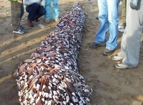 小伙海滨发现海滨一浮木 看到后直哆嗦(组图)