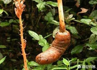 人工栽培天麻有哪些技术要求？人工的有哪些特点？