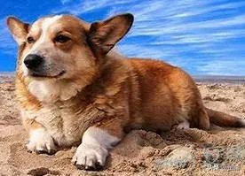 比较洋气的狗狗名字有哪些？