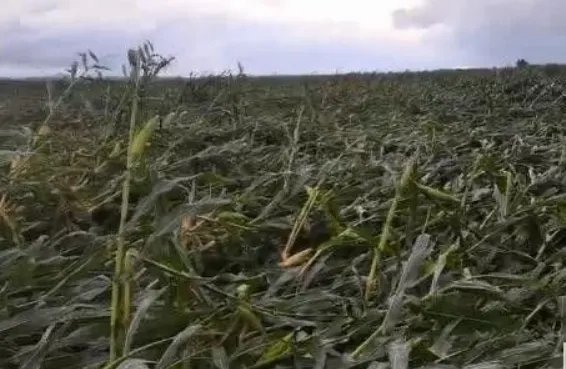 台风致吉林玉米大面积倒伏，还能补救吗？