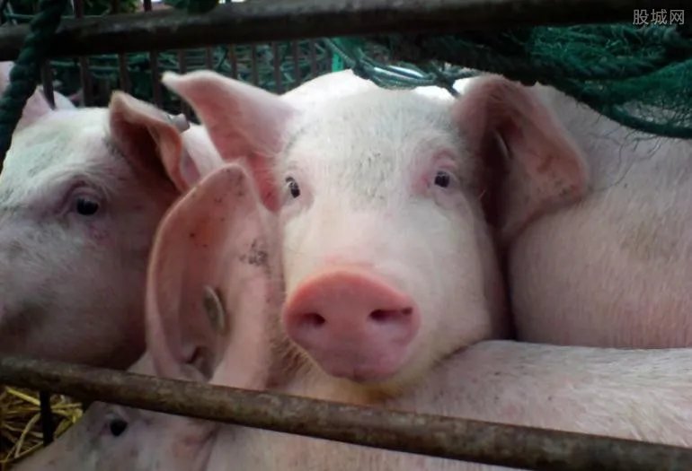 母猪产下八名男婴原因竟然如此凄凉 是真是假？