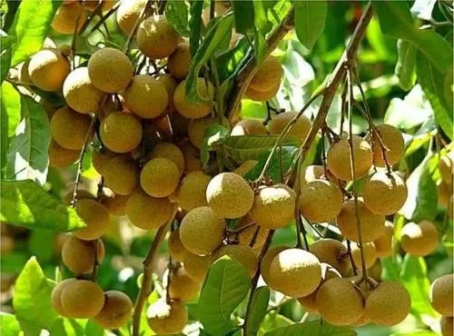 龙眼和桂圆是同一种水果吗？