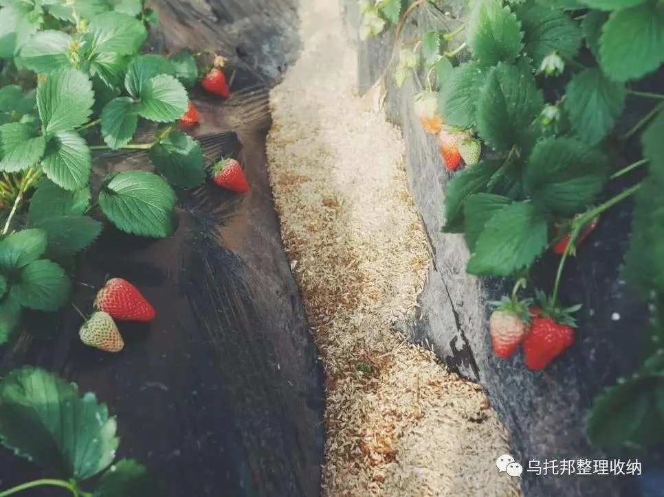 『原创』自己摘，自己动手做美味果汁！有独家秘方！