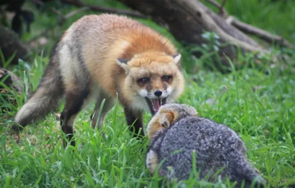 稀缺红狐为什么偏偏在大兴安岭出没，而不是其他地方？