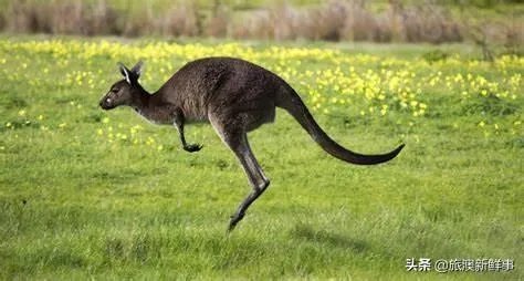 为何有些人喜欢去澳洲旅游？