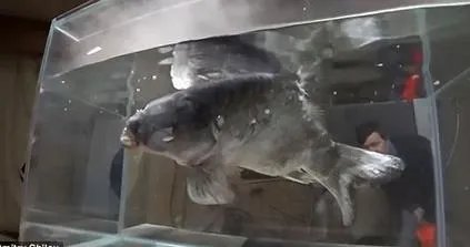 男子把鱼放干冰冷冻 奇迹出现了（图）