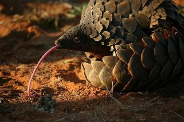 穿山甲从药典中除名,药用功效可被替代吗?