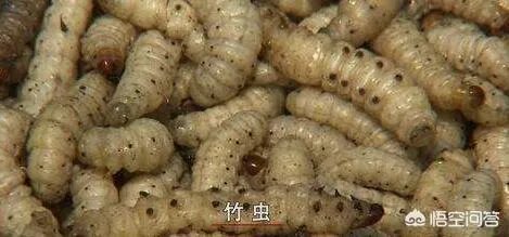 你认为中央电视台的《致富经》能让人致富吗？