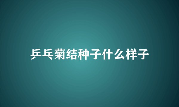 乒乓菊结种子什么样子