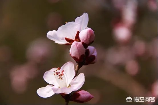 北京玉渊潭的樱花开了吗？