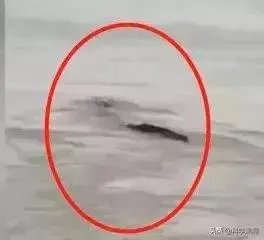 前几天出现的“三峡水怪”是什么，会是未知的生物吗？
