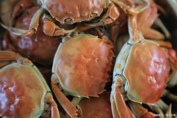 大闸蟹怎么保存能存活时间更久？
