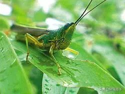 如何看待黄脊竹蝗已经入侵我国云南普洱市累积发生面积近10万亩，将会造成什么样的影响?应该如何应对？