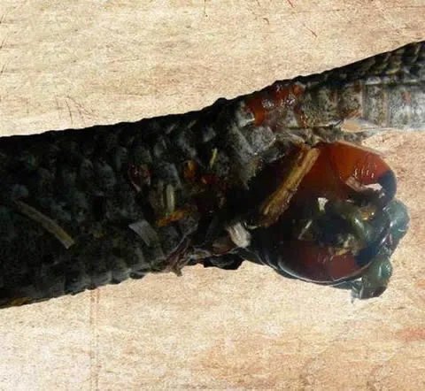 巨型蜈蚣遭毒蛇吞噬后同归于尽（组图）