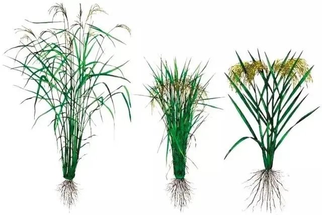 中国南北的水稻