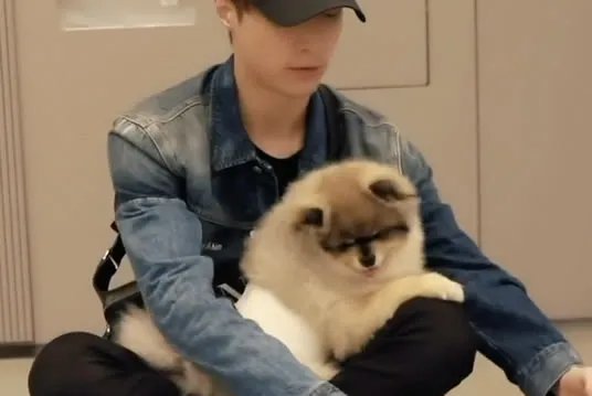 张艺兴倒立训狗：这画面怪不得都在羡慕狗狗了