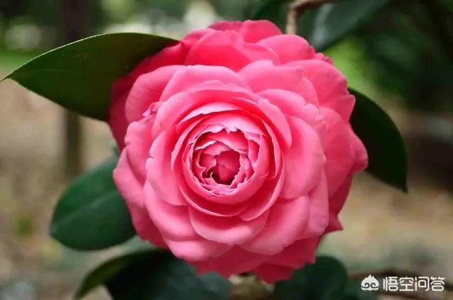 两年的小苗茶花怎么剪枝？