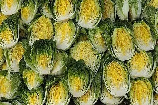 大白菜价格进低谷，收购价不到2毛，为什么这么便宜？