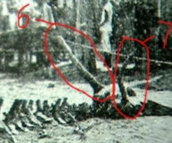 真龙被首次发现图片 真龙存在的真实事件有哪些