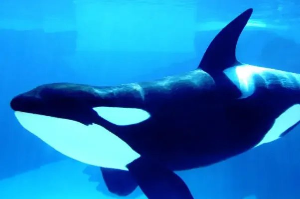 十大最大的海洋生物排名，第一是蓝鲸，虎鲸上榜