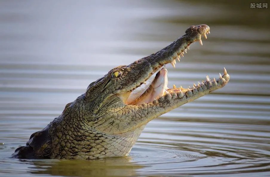 鳄鱼将男子拖入水 第二天鳄鱼将男子尸体完整无缺送回
