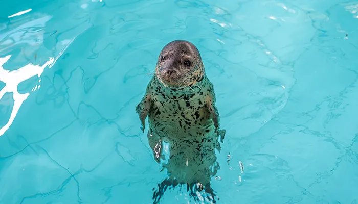 南极动物有哪些