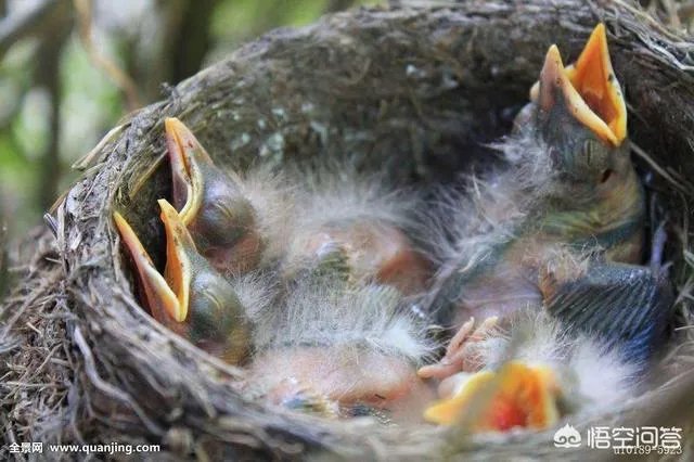 大脑科学如何解释“饥饿成怒”？